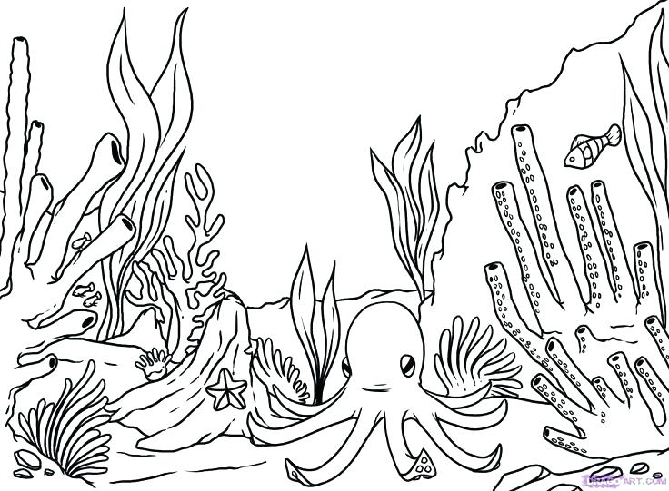 736x541 Terrific Endangered Species Coloring Pages Ocean Animals Coloring