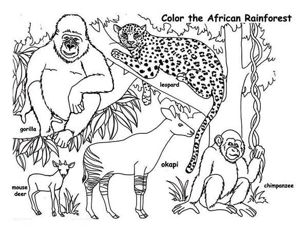 600x464 African Rainforest Animals