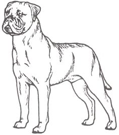 Irish Setter Coloring Page Art Irish Setter, Dog 236x267 Irish Setter Coloring Page Art Irish Setter, Dog