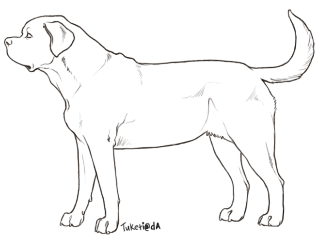 26 Images Of Boxer Dog Outline Template 656x491 26 Images Of Boxer Dog Outline Template