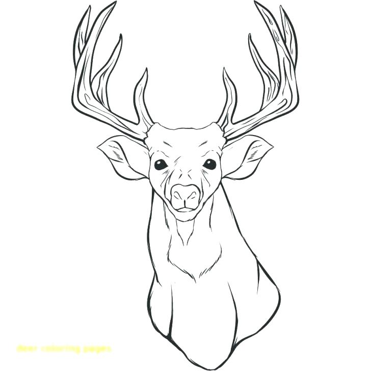 Deer Head Coloring Pages Free Coloring Pages Coloring Pages Also 728x728 Deer Head Coloring Pages Free Coloring Pages Coloring Pages Also