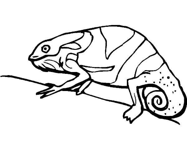 600x478 Chameleon Adapt To Environment Coloring Pages Best Place To Color