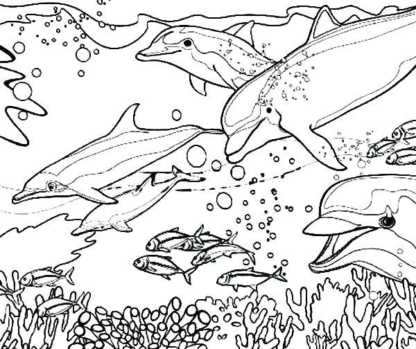 600x504 Last Minute Printable Dolphin Pictures Epic Coloring Pages