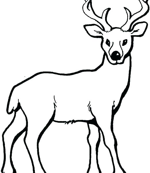 521x600 White Coloring Pages Deer Coloring Pages White Tailed Deer
