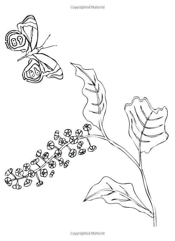 600x825 Madeline Coloring Pages Cedar Wood Raven Queen Hatter Cerise Hood