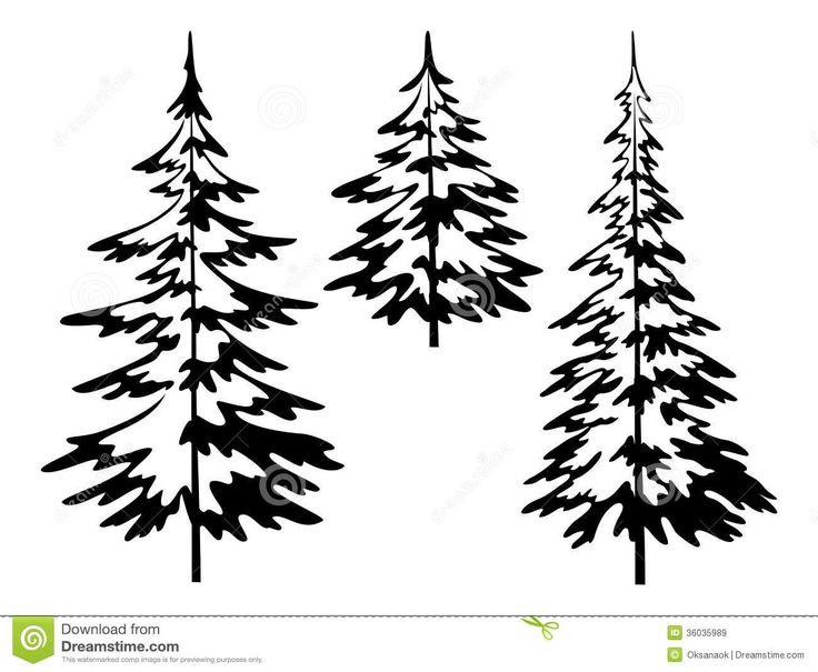 736x605 Evergreen Tree Outline Coloring Page Sporturka Evergreen Tree