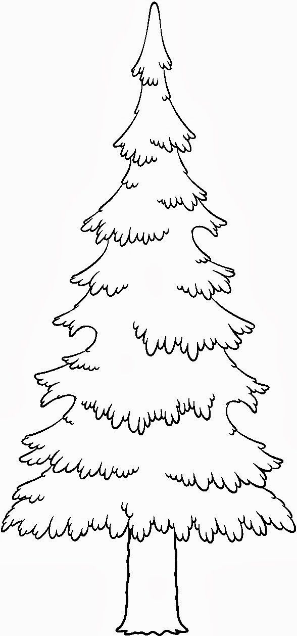 Bear And Evergreen Tree Coloring Page 588x1258 Bear And Evergreen Tree Coloring Page