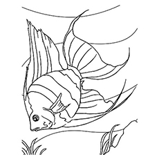 Top 25 Free Printable Fish Coloring Pages Online 230x230 Top 25 Free Printable Fish Coloring Pages Online