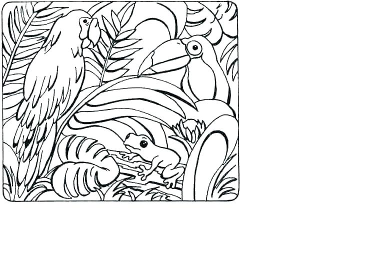 Tropical Coloring Pages Plants Coloring Pages Tropical Coloring 736x552 Tropical Coloring Pages Plants Coloring Pages Tropical Coloring