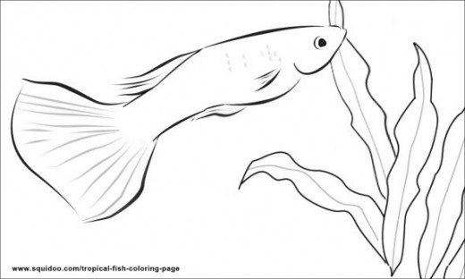 Tropical Fish Coloring Page Hubpages 520x312 Tropical Fish Coloring Page Hubpages