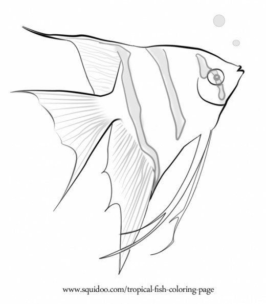 Tropical Fish Coloring Page Marine Fish, Tropical Fish And Aquariums 520x594 Tropical Fish Coloring Page Marine Fish, Tropical Fish And Aquariums