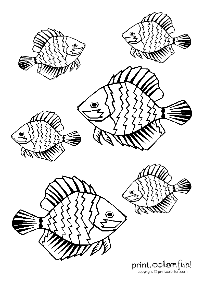 Tropical Fish Coloring Page 800x1100 Tropical Fish Coloring Page