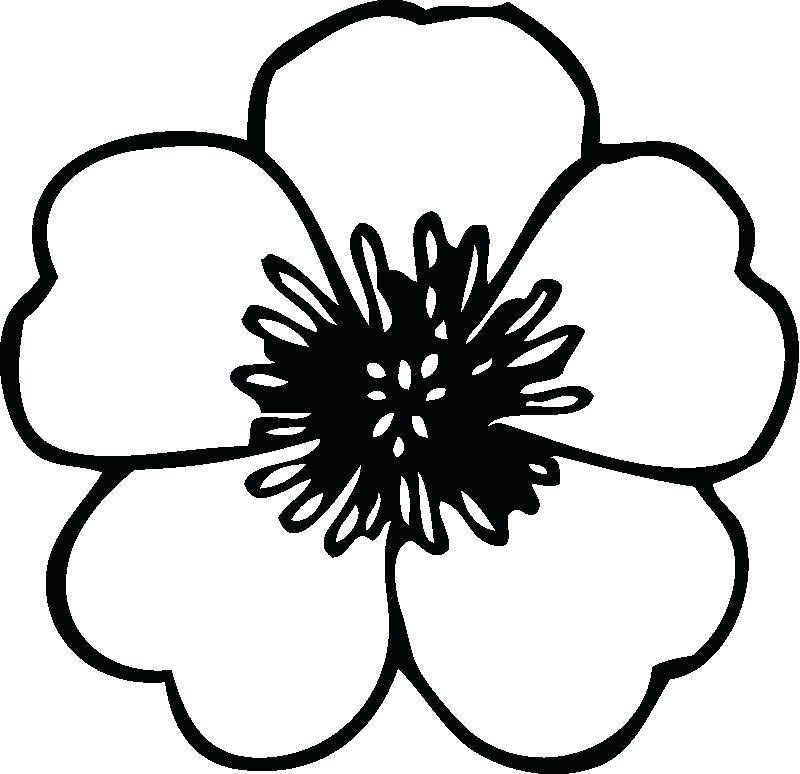 The Breathtaking Photo Below Is Segment Of Flower Coloring Pages 800x774 The Breathtaking Photo Below Is Segment Of Flower Coloring Pages