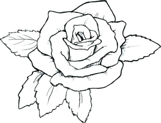Decorating Tips For Renters Tropical Flower Coloring Pages Flowers 521x400 Decorating Tips For Renters Tropical Flower Coloring Pages Flowers