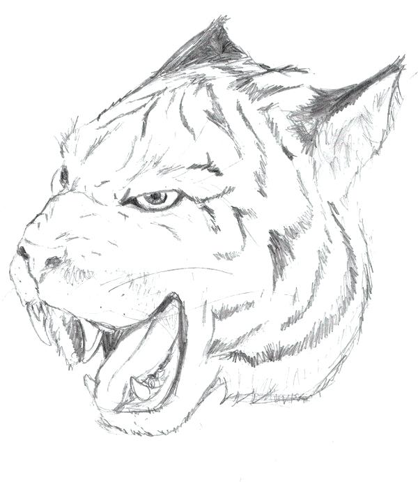 600x691 Free Tiger Face Coloring Page Tiger Face Coloring Pages