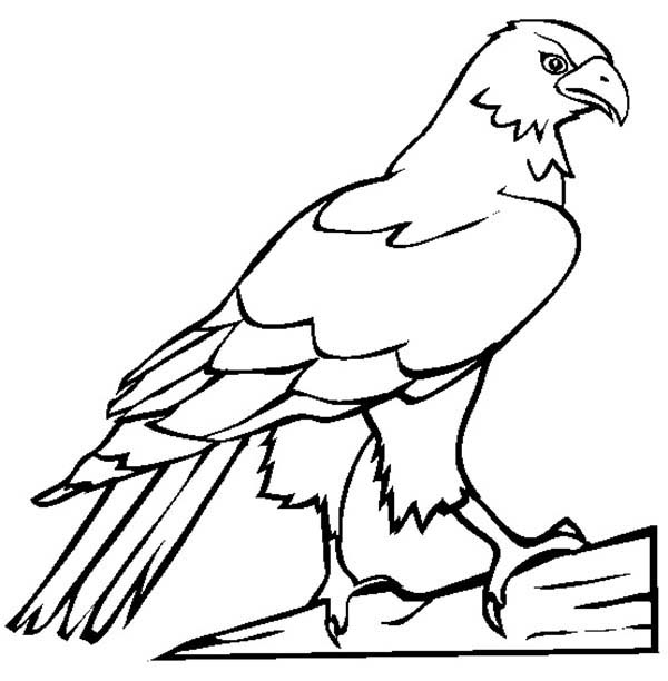 600x612 Falcon Bird Picture Coloring Pages