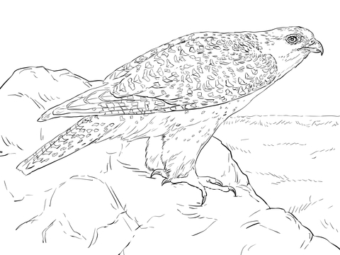 480x360 Gyrfalcon Looking You Coloring Page