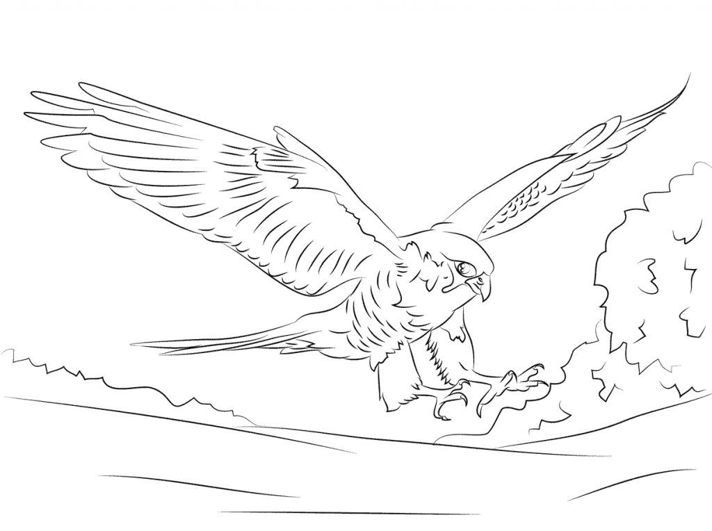 1024x764 Hawk Amp Falcon Coloring Pages For Kids