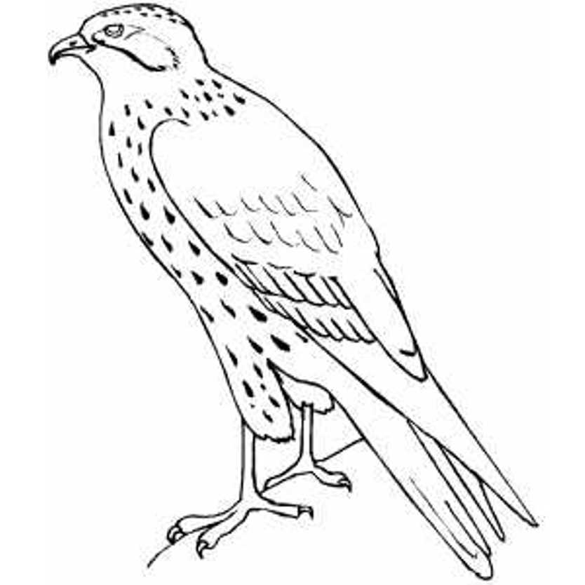 834x834 Hawk Amp Falcon Coloring Pages For Kids