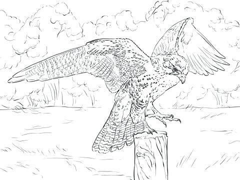 480x360 Peregrine Falcon Coloring Page Click To See Printable Version