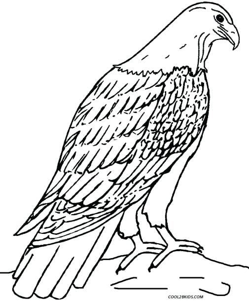 505x610 Peregrine Falcon Coloring Page Eagle Coloring Pages Peregrine