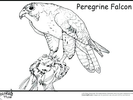 440x330 Peregrine Falcon Coloring Page S S Peregrine Falcon Colouring