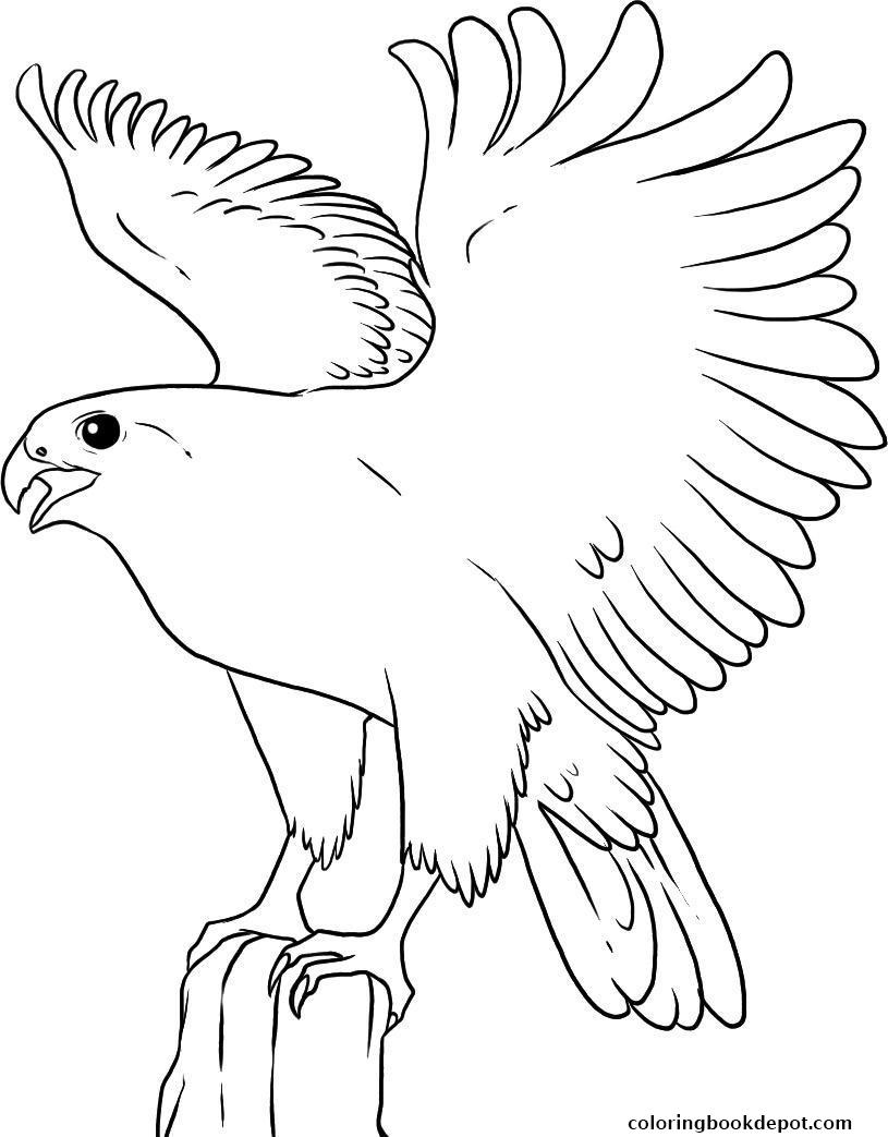 815x1043 Flying Falcon Bird S638a Animal Coloring Pages