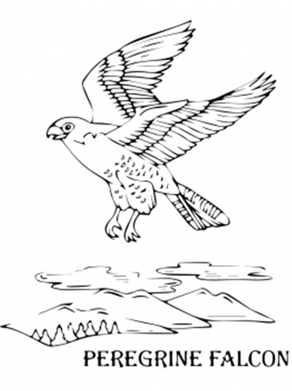 930x1243 Bird Coloring Pages Peregrine Falcon Animal Coloring Pages
