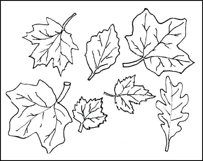 700x555 Free Printable Fall Leaves Coloring Pages