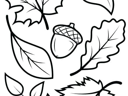440x330 Leaf Coloring Pages Printable Vanda