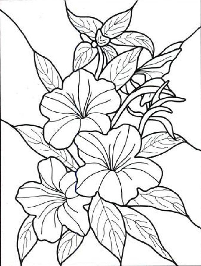 682x900 Colouring Pages Flowers