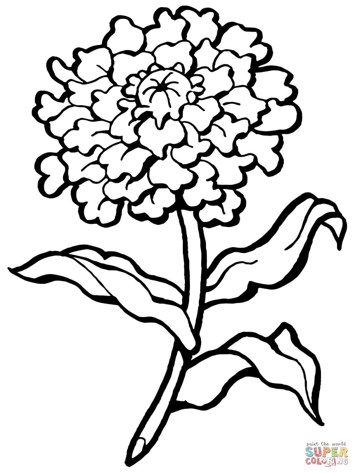 1200x1600 Awesome Carnation Coloring Pages Design Printable Coloring Sheet