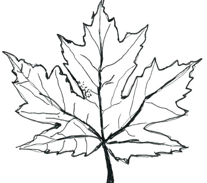 678x600 Red Maple Leaf Coloring Page Coloring Pages Online Red Maple Leaf