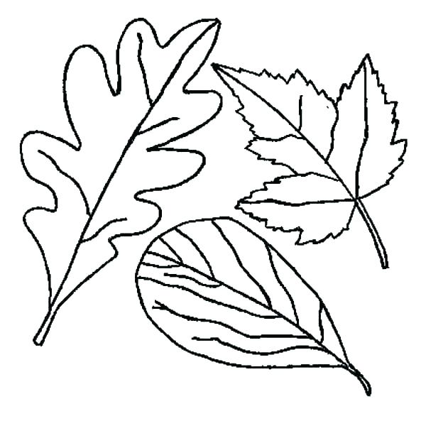 600x593 Fall Leaves Coloring Page Fall Leaf Color Cut And Paste Or Stencil