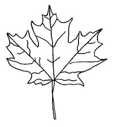 236x261 Leaf Outline 2 Clip Art