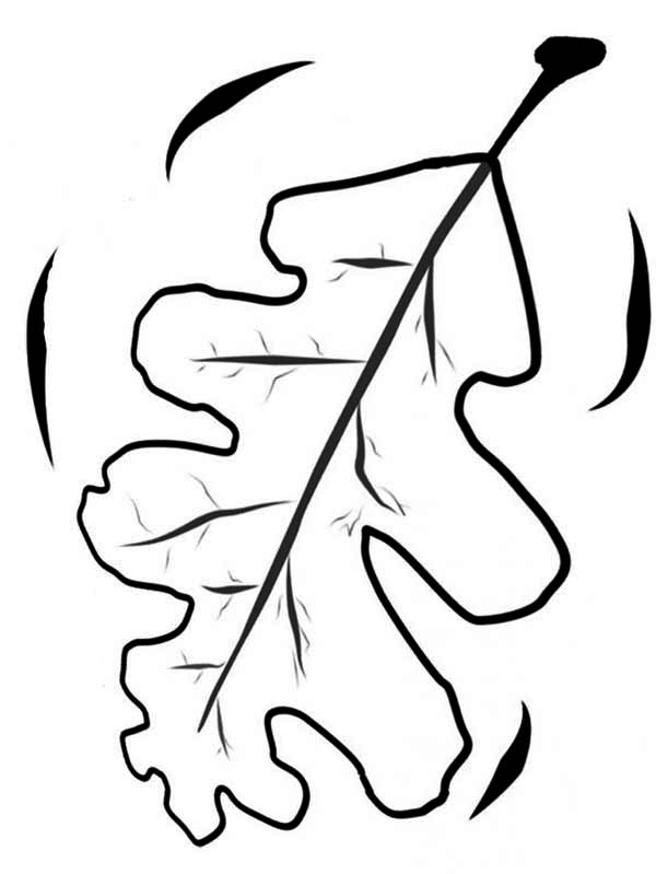 600x799 Oak Fall Leaf Coloring Page Color Luna