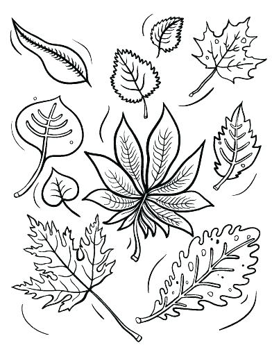 Coloring Pages Of Fall Leaves Printable Fall Coloring Pages Fall 392x507 Coloring Pages Of Fall Leaves Printable Fall Coloring Pages Fall