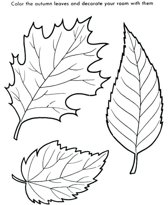 Leaf Color Pages Fall Leaves Coloring Pages Fall Leaves Coloring 550x672 Leaf Color Pages Fall Leaves Coloring Pages Fall Leaves Coloring