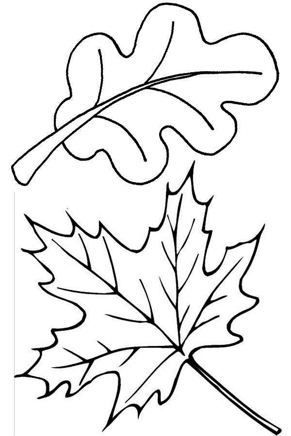 Maple And Oak Fall Leaf Coloring Page 600x900 Maple And Oak Fall Leaf Coloring Page