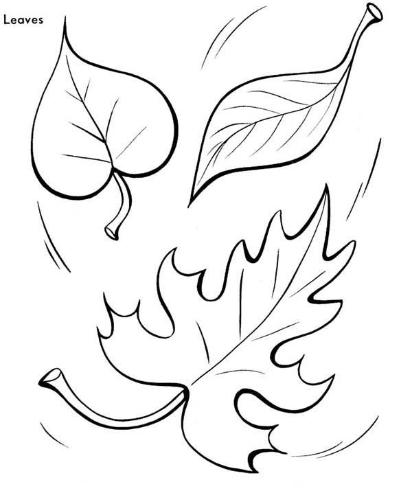 Autumn Leaves Coloring Pages Molde, Hoja Y 600x734 Autumn Leaves Coloring Pages Molde, Hoja Y
