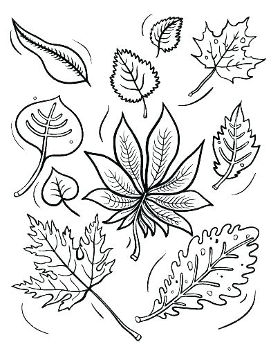 Leaves Coloring Pages 392x507 Leaves Coloring Pages