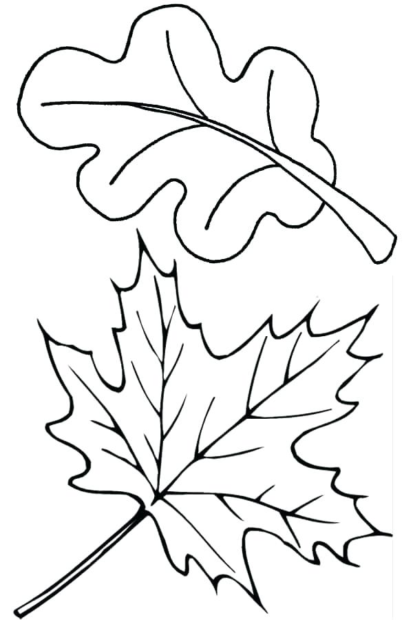 600x900 Fall Leaf Template Oak Leaf Outline Clip Art Vector Clip Art Two