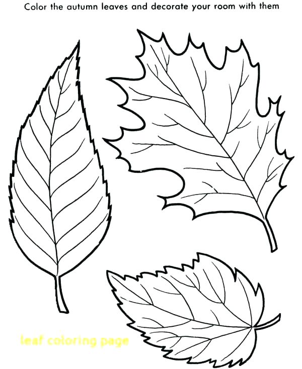 600x734 Leaf Color Pages Leaf Coloring Pages For Kindergarten Printable