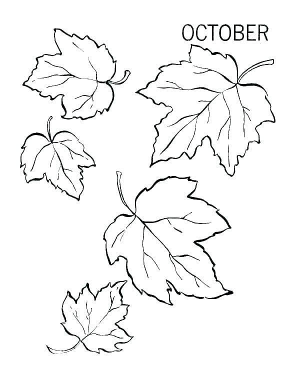 600x734 Fall Leaf Coloring Pages Printable Leaves Coloring Pages Leaf