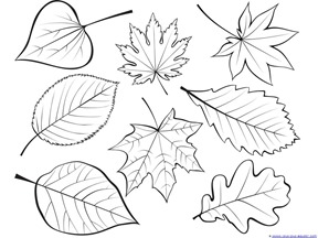 288x216 Fall Leaves And Trees Coloring Printables