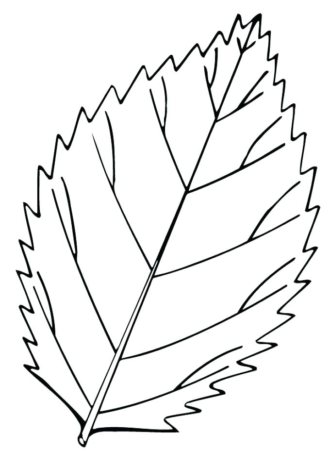 680x960 Free Leaf Coloring Pictures Autumn Coloring Pages Images Fall Leaf