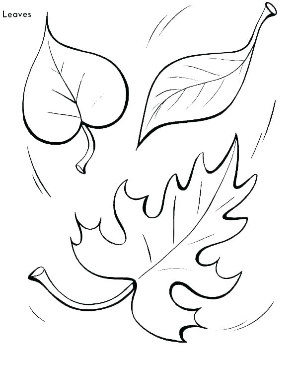 600x734 Leaves Coloring Pages Coloring Pages Of Leaves Autumn Leaf