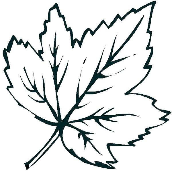600x596 Leaves Coloring Pages Leaf Coloring Page 13 Printable Coloring