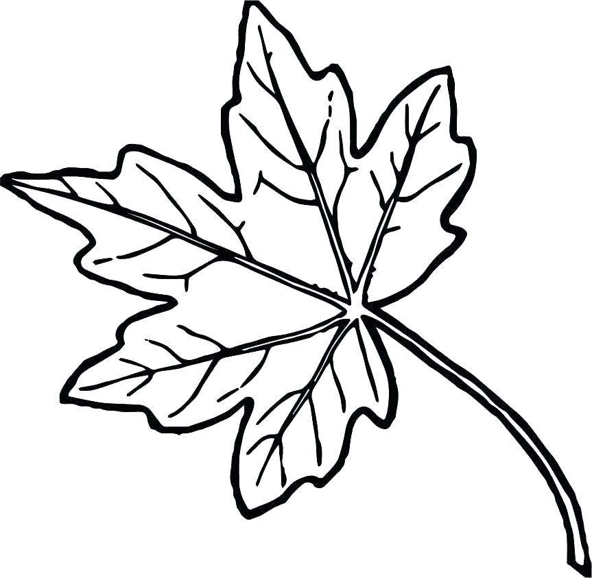 863x843 Leaves Coloring Pages Printable Deepart