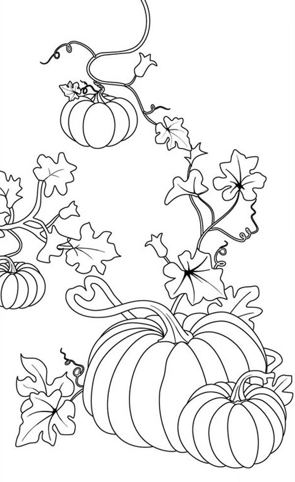 Drawn Pumpkin Color 600x980 Drawn Pumpkin Color